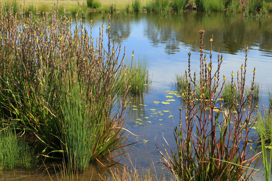 Goldmine Road Ormeau - Australian Environmental Landscapes